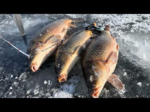 САЗАНИ МАМОЧКИ на вудочку з боковим кивком, Рибалка на коропа САЗАНИ МАМОЧКИ на вудочку з боковим кивком, Рибалка на коропа