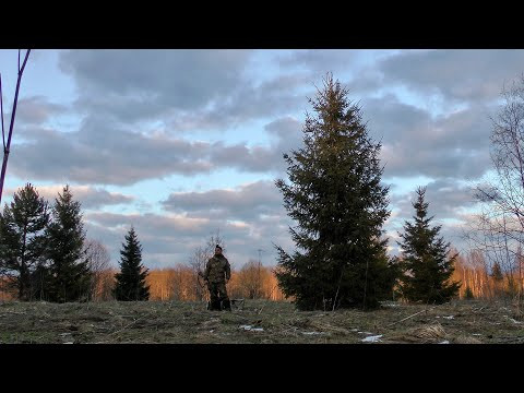 На тяге вальдшнепа | Философия охоты | Весна 2024