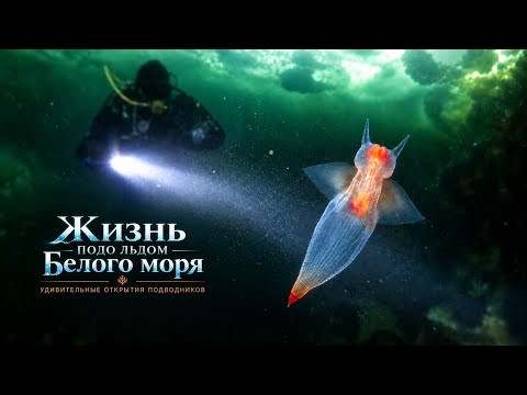 Белое море: где живут морские ангелы