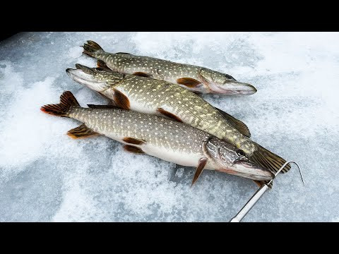 Щука на жерлицы на просторах водохранилища! Щука на жерлицы на просторах водохранилища!