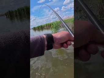 Лящ підняв КИВОК І ПОЧАЛОСЬ #рибалка #fishing #карась