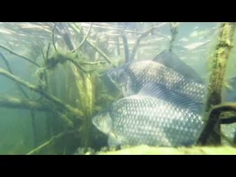 В затопленных кустах
