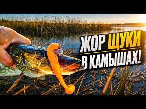 ЖОР ЩУКИ В КАМЫШАХ! КОГДА РАЗМЕР СИЛИКОНА РЕШАЕТ ВСЁ! ЖОР ЩУКИ В КАМЫШАХ! КОГДА РАЗМЕР СИЛИКОНА РЕШАЕТ ВСЁ!