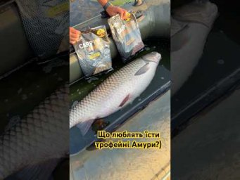 Трофейний Амур 20 кг 