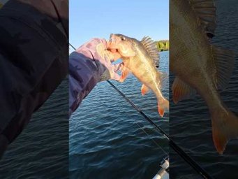 #fishing #спінінг #azura #bassfishing
