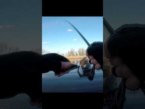 Сазан клюнув на ЛИЖУ #рибалка #shorts #сазан Сазан клюнув на ЛИЖУ #рибалка #shorts #сазан
