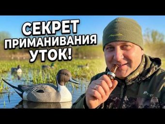 Охота на утку с манком: личный опыт и реальные советы!