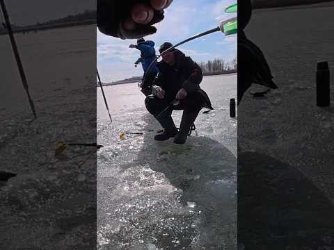 Такого ще не була ))) #рибалка #сазан #fishing Такого ще не була ))) #рибалка #сазан #fishing