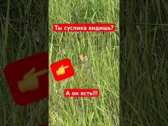 Ты суслика видишь??? 