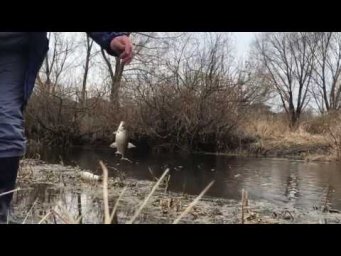 КРУПНАЯ ПЛОТВА на мини речке&прямой эфир