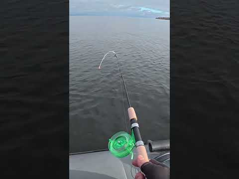 Обірвало ВСЕ #fishing #shorts #рибалка