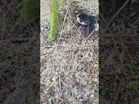 Охота с лайкой #охотаслайкой #русскоевропейскаялайка #охотанакуницу