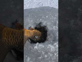 Це шок ВОНО не лізе в ЛУНКУ. Рижі морди на кивок #рибалка #shorts #сазан