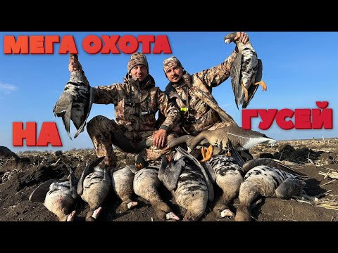 МЕГА ОХОТА НА ГУСЕЙ!!!