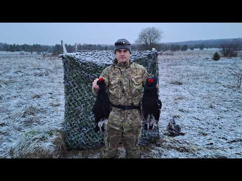 Основы успешной охоты на тетерева.