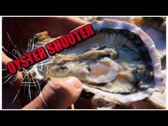 18+ Коктейль Oyster Shooter. Рецепт от ApneaPro. Как добыть главный ингредиент и как приготовить.