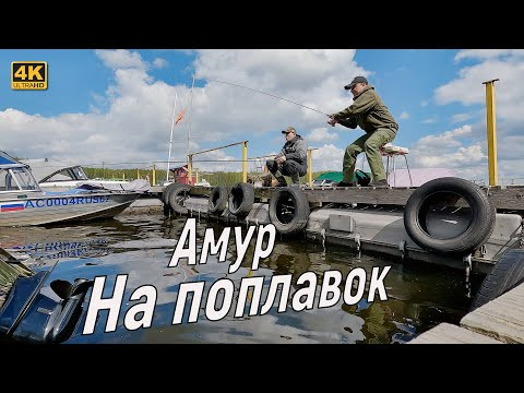 Весенняя РЫБАЛКА НА ФИДЕР И ПОПЛАВОК. Белый Амур Весенняя РЫБАЛКА НА ФИДЕР И ПОПЛАВОК. Белый Амур
