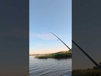 #azura #спінінг #fishing