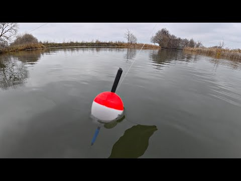 РЫБАЛКА НА ХИЩНЫЙ ПОПЛАВОК! Ловля щуки на маховую удочку. Давно так не рыбачил!