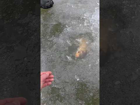 САЗАН з лунки #shorts #рибалка #сазан САЗАН з лунки #shorts #рибалка #сазан