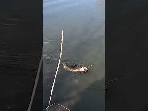 ПЕРВАЯ ПОСЛЕ НЕРЕСТА!!! Щука сезона 2026 на реке на СПИННИНГ! #fishing #рыбалка #щука ПЕРВАЯ ПОСЛЕ НЕРЕСТА!!! Щука сезона 2026 на реке на СПИННИНГ! #fishing #рыбалка #щука