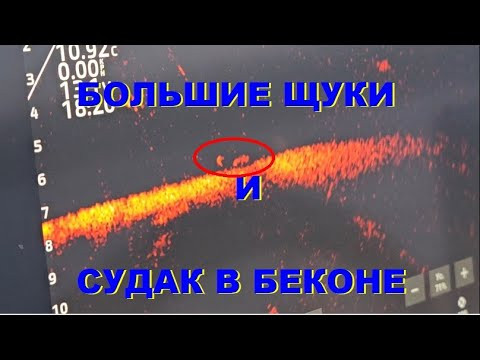 Большие щуки и судак в беконе