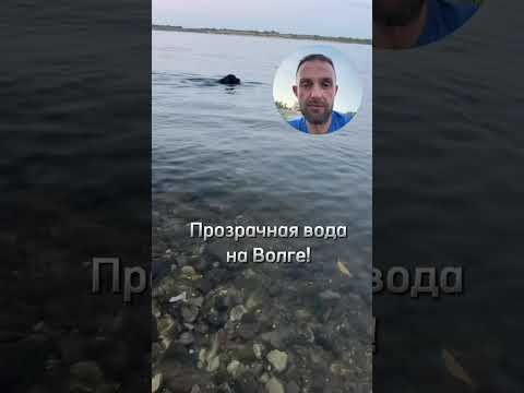 Прозрачная вода на Волге! Пиши в личку! #подводнаяохота #обучениеподводнойохоте Прозрачная вода на Волге! Пиши в личку! #подводнаяохота #обучениеподводнойохоте