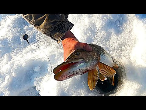 Щука Мамка /Поменял ЖИВЦА и Флажок Подлетел!/Боролась как надо! Щука Мамка /Поменял ЖИВЦА и Флажок Подлетел!/Боролась как надо!