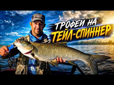 За таким жерехом стоило ехать! ТРОФЕЙ НА ТЕЙЛ СПИННЕР За таким жерехом стоило ехать! ТРОФЕЙ НА ТЕЙЛ СПИННЕР