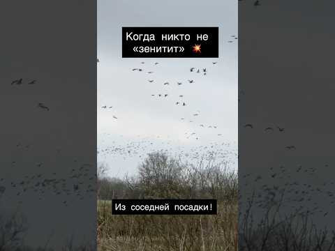 Истинна весенней охоты     #охота #hunting #охотанагуся #охотанагуся