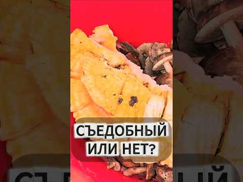 Тест гриба