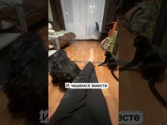 И чешемся вместе! #кошка #собака