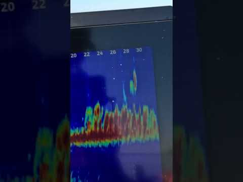 Что за рыба #fishing Что за рыба #fishing