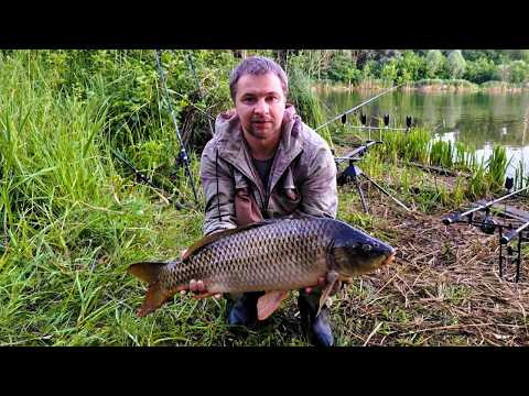 Роздача Амура І Коропа На Нічній Риболовлі - Рекордний  Улов!