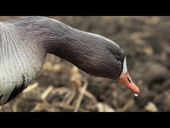 КРАСИВЫЕ звери и птицы 