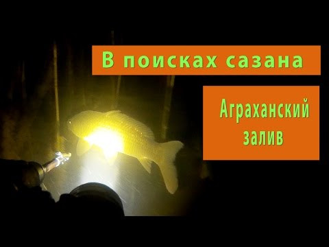 АГРАХАНСКИЙ ЗАЛИВ.Подводная охота-в поисках сазана. АГРАХАНСКИЙ ЗАЛИВ.Подводная охота-в поисках сазана.
