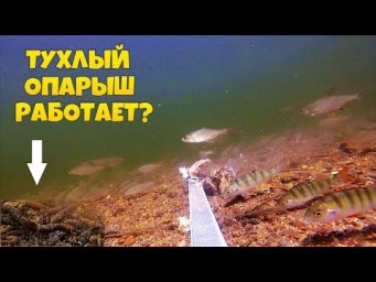 Реакция рыбы на тухлого опарыша / Подводная съемка рыбалка на опарыша онлайн