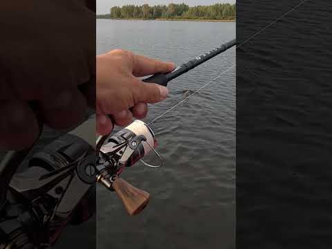Мощный Щуказавр #щука #fishing Мощный Щуказавр #щука #fishing
