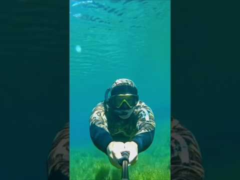 Подводный мир лесного озера.