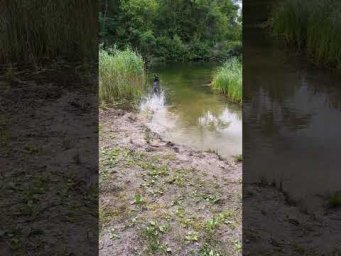 На коменти що собака тільки мячика подає.