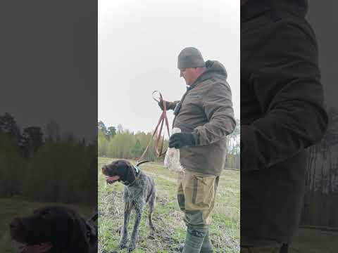 Обучение молодого Дратхаара, апортировка тушки птицы! #дратхаар