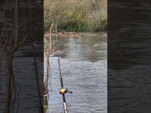Ловля сома в наводнение. Щука на сомовью удочку. #dalkefishing #сом #щука Ловля сома в наводнение. Щука на сомовью удочку. #dalkefishing #сом #щука