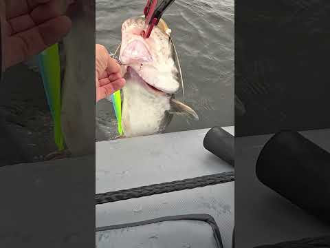 Усатый и сопливый друг #fishing #рыбалка