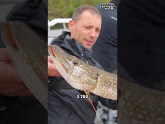 Трофейная рыбалка за Полярным Кругом. Нарьян-Мар. Серия 2