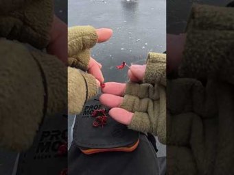 Крупняк ПІДВАЛИВ #shorts #карась #рибалка