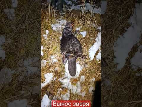 Вынос зверя.