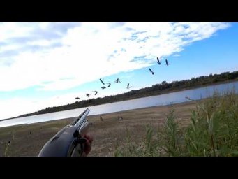 Охота на гуся.  Открытие охоты ОСЕНЬ 2026. Goose hunting