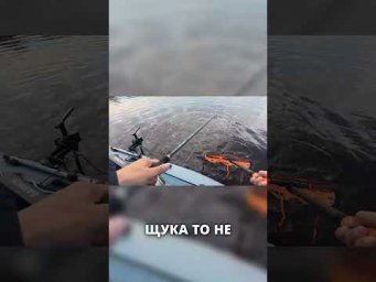 Битва с щукой крокодилом! 4,6 кг #рыбалка #fishing