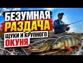 ЗАШЕЛ ПО ПОЯС В КАМЫШИ &mdash; И ПОНЕСЛАСЬ! БЕЗУМНАЯ РАЗДАЧА ЩУКИ И КРУПНОГО ОКУНЯ
