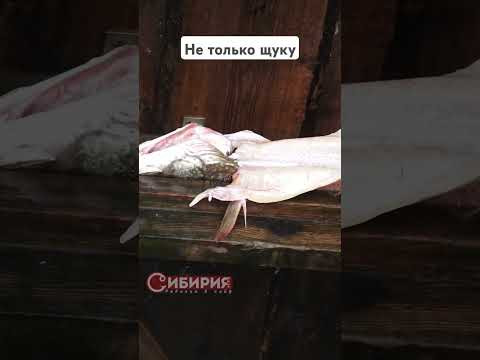 ЧИСТИМ РЫБУ МОЙКОЙ #рыбалка #fishing #сибирия ЧИСТИМ РЫБУ МОЙКОЙ #рыбалка #fishing #сибирия